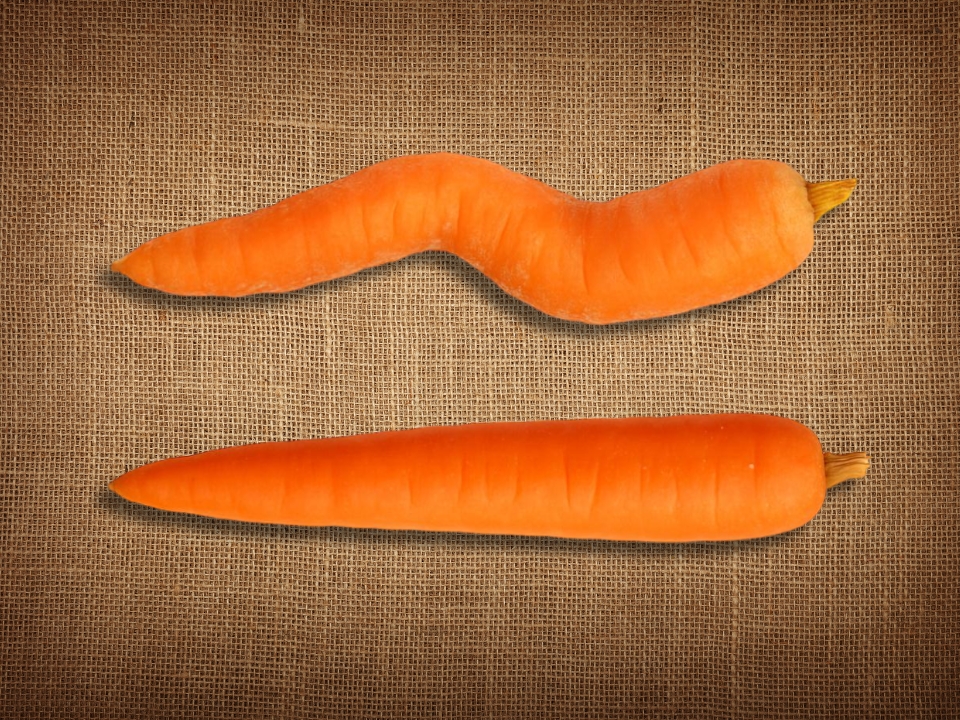 A curved carrot beside a straight carrot, illustrating penile curvature